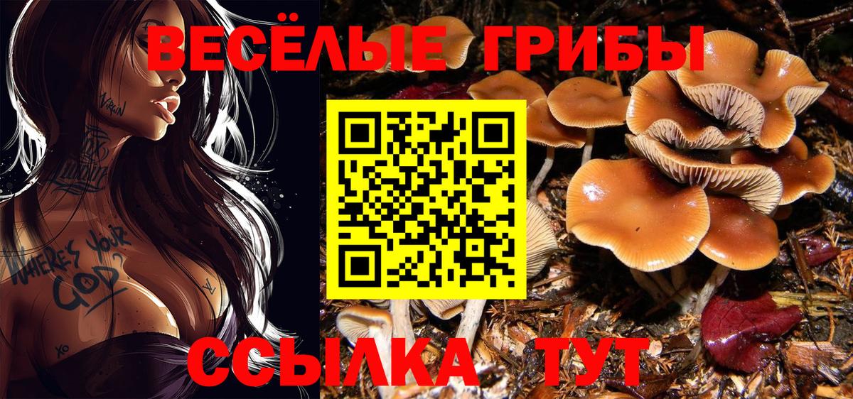 Псилоцибиновые грибы Psilocybe Бахчисарай